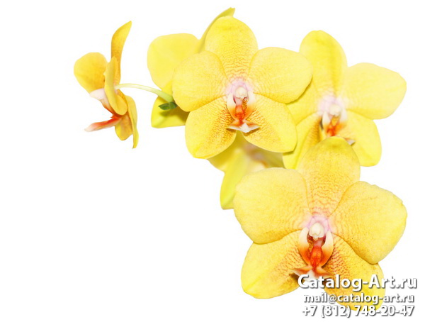 Yellow orchids 5